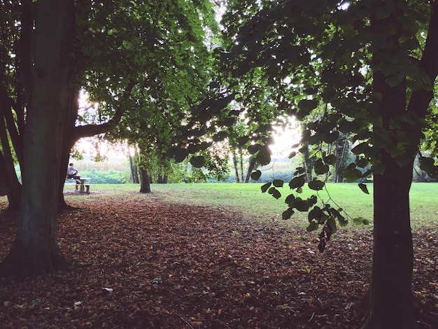 Foto Árboles en el parque