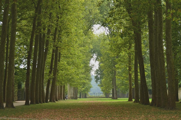 Árboles en el parque