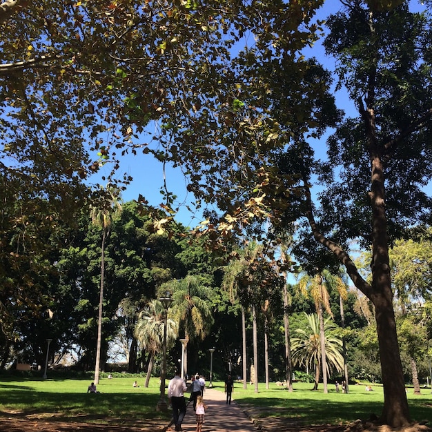 Foto Árboles en el parque