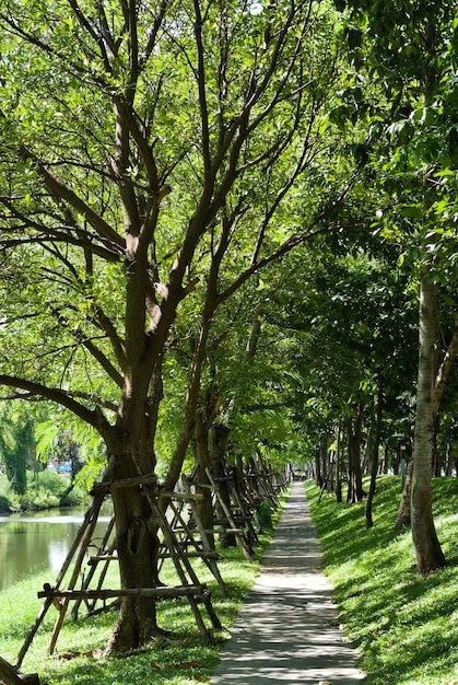 Foto Árboles en el parque