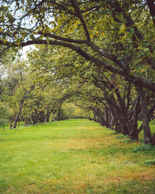 Foto Árboles en el parque