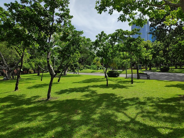 Foto Árboles en el parque