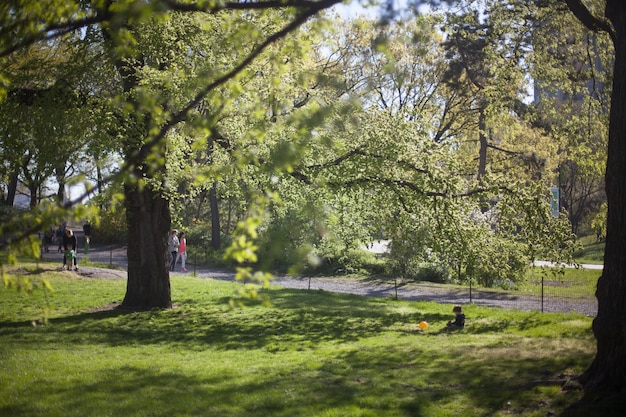 Foto Árboles en el parque