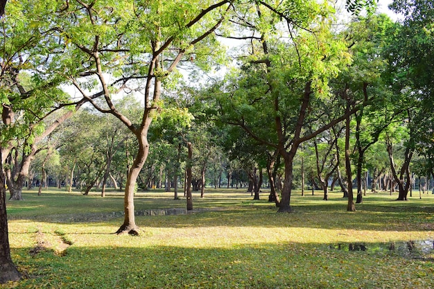 Foto Árboles en el parque