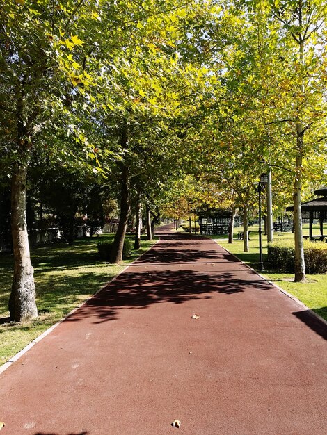 Foto Árboles en el parque