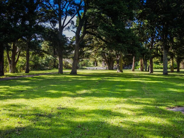 Foto Árboles en el parque