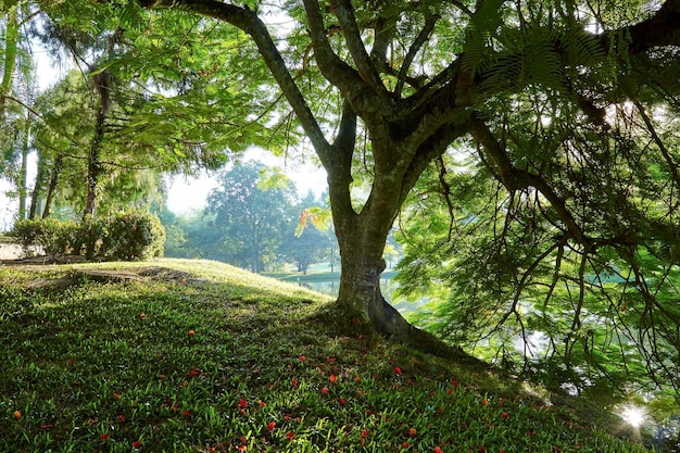 árboles en el parque