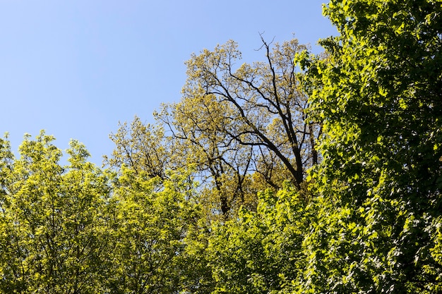 árboles en el parque