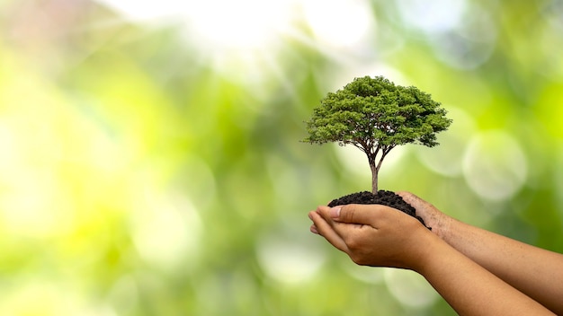 Foto los árboles se plantan en el suelo en manos humanas, el concepto de crecimiento vegetal y protección del medio ambiente.