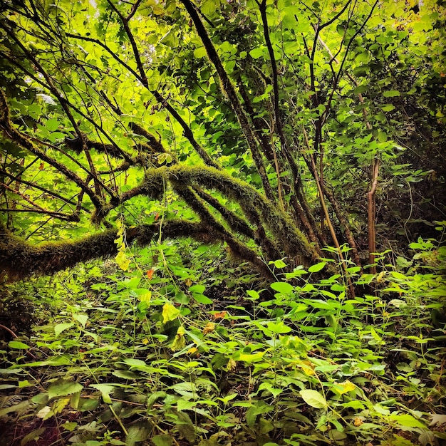 Foto Árboles y plantas en el bosque