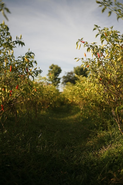 Foto Árboles y plantas en el campo contra el cielo