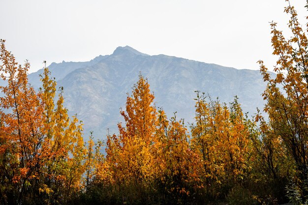 Foto Árboles y plantas contra el cielo durante el otoño