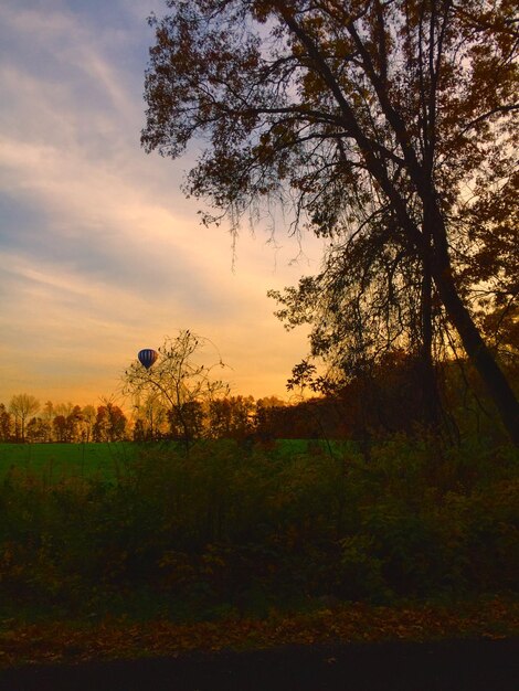 Foto Árboles y plantas contra el cielo durante la puesta de sol