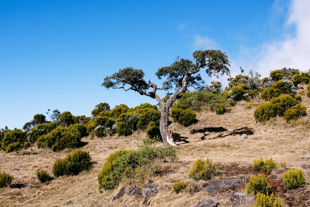 Árboles y plantas creciendo en la colina contra el cielo azul