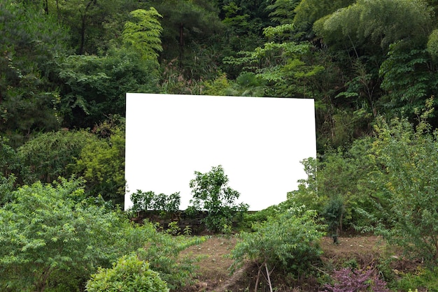 Foto Árboles y plantas que crecen en el bosque