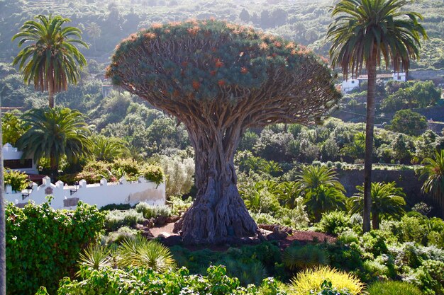 Árboles por plantas