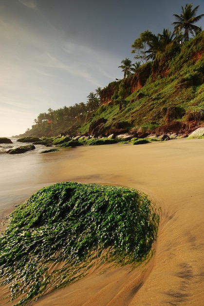 Foto Árboles en la playa contra el cielo