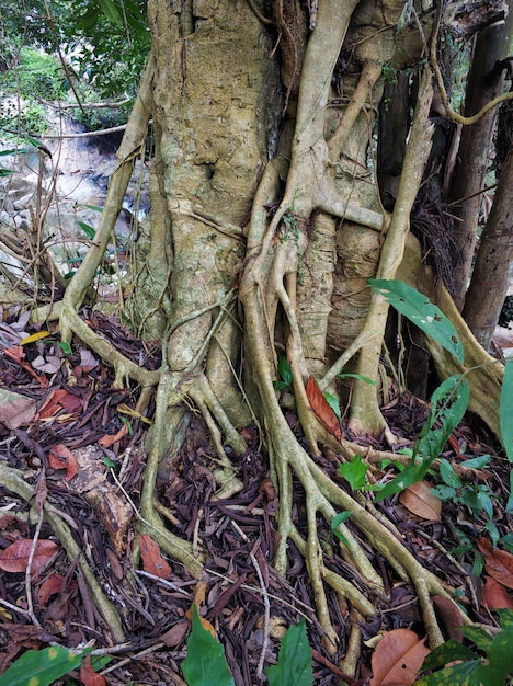 Foto Árboles poderosos en la jungla. grandes raíces fuertes.