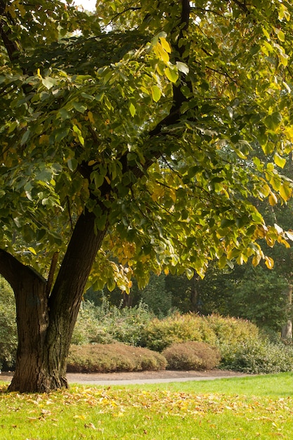 Foto Árboles y pradera en el parque