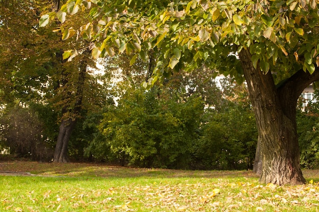 Foto Árboles y pradera en el parque