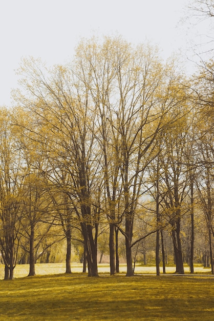 árboles de primavera en el parque