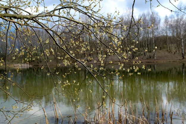 Los árboles de primavera se reflejan en el lago contra el cielo azul. Ramitas de Pascua florecientes del sauce de gatito. Foto de alta calidad