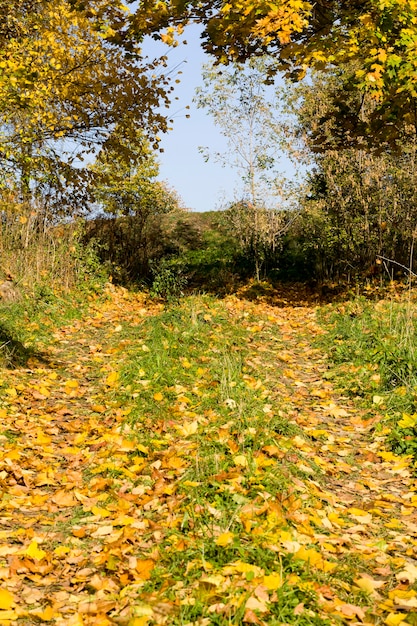 árboles a principios de otoño