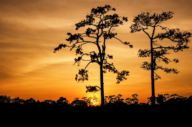 árboles y la puesta de sol Provincia de Phukradueng Loei, Tailandia