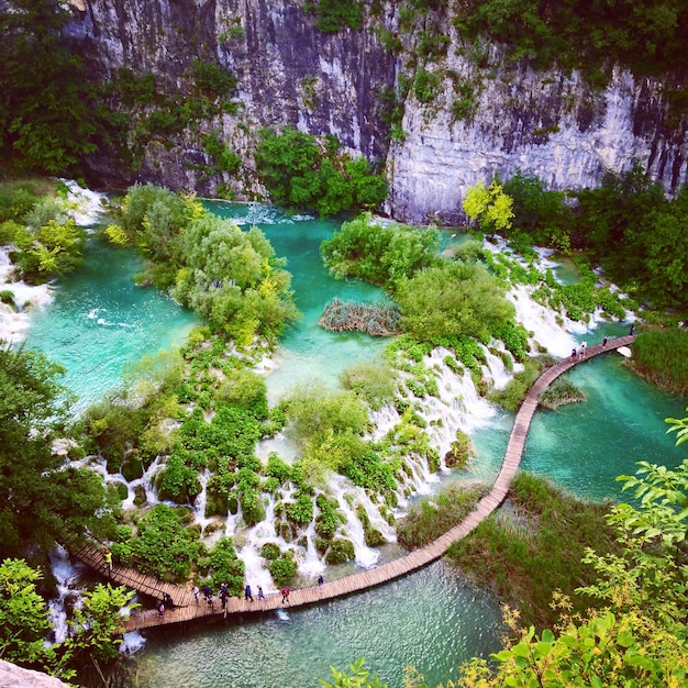 Foto Árboles que crecen en el agua