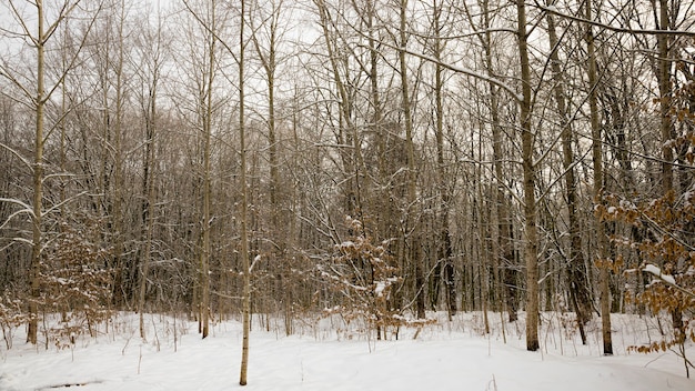 árboles que crecen en el bosque en invierno