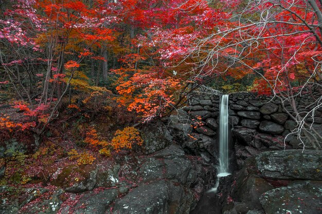 Foto Árboles que crecen en el bosque durante el otoño