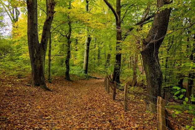 Foto Árboles que crecen en el bosque durante el otoño