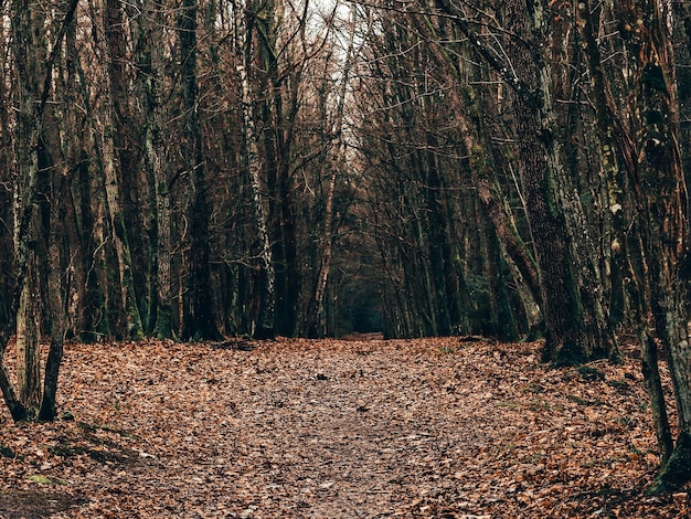 Árboles que crecen en el bosque durante el otoño