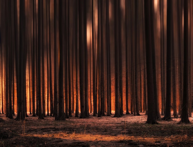 Árboles que crecen en el bosque durante la puesta del sol