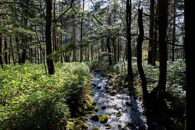 Foto Árboles que crecen en el bosque