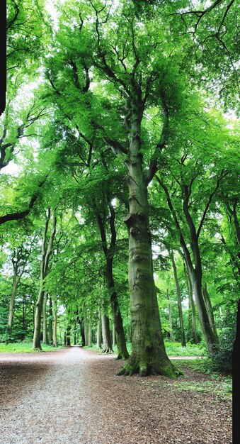 Foto Árboles que crecen en el bosque