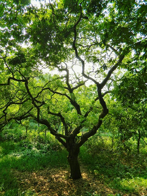 Foto Árboles que crecen en el bosque