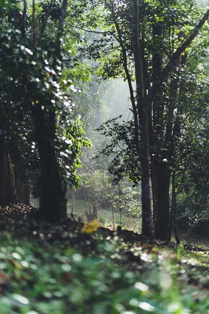 Foto Árboles que crecen en el bosque