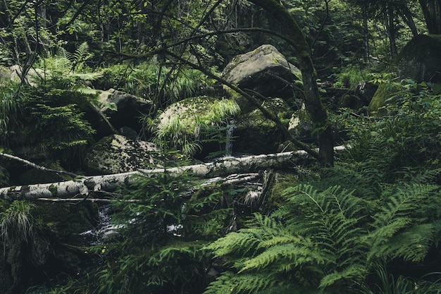 Árboles que crecen en el bosque