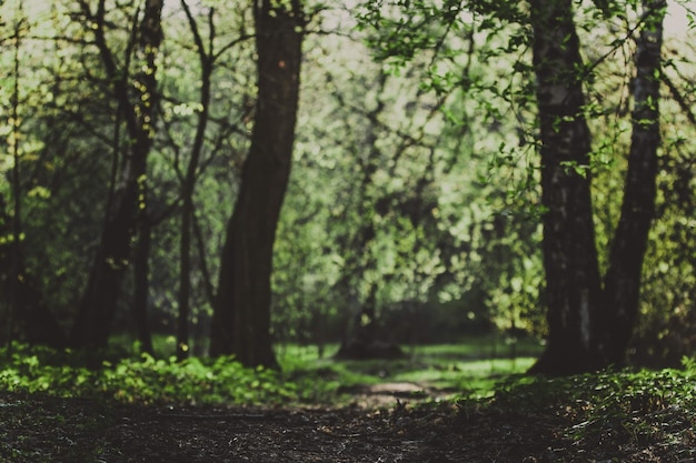 Foto Árboles que crecen en el bosque