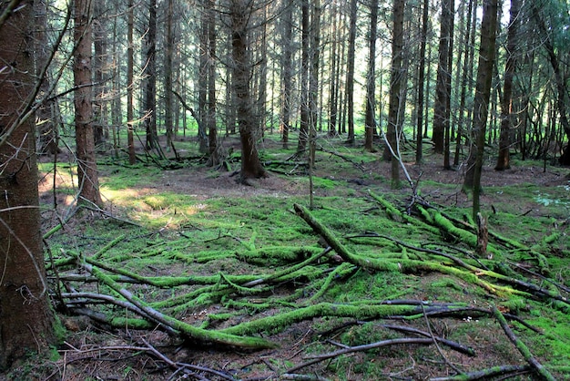 Foto Árboles que crecen en el bosque