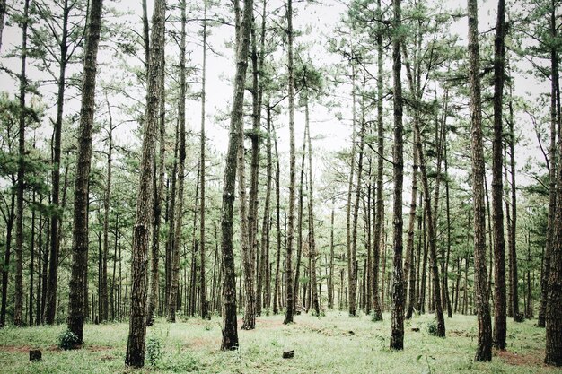 Foto Árboles que crecen en el bosque