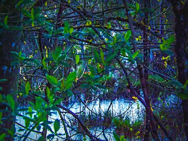 Foto Árboles que crecen en el bosque