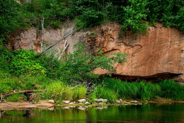 Foto Árboles que crecen en el bosque