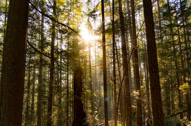 Árboles que crecen en el bosque