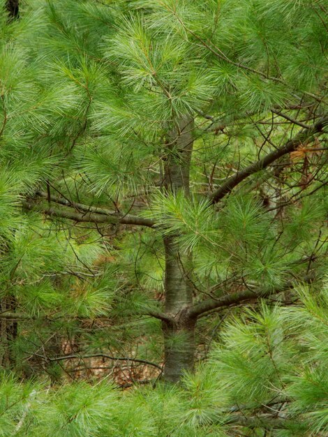 Foto Árboles que crecen en el bosque