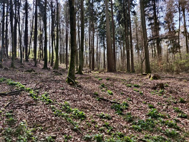 Foto Árboles que crecen en el bosque