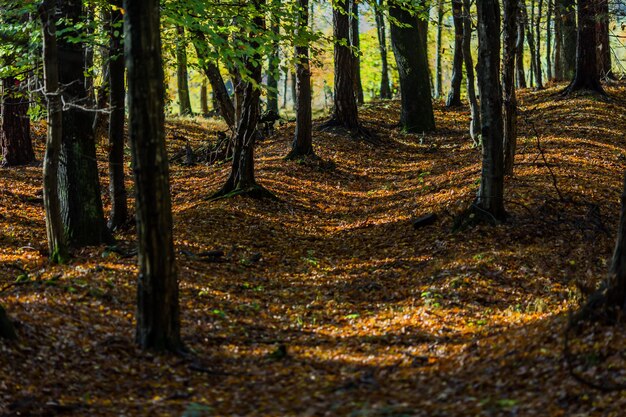 Foto Árboles que crecen en el bosque