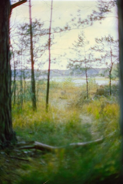 Foto Árboles que crecen en el bosque