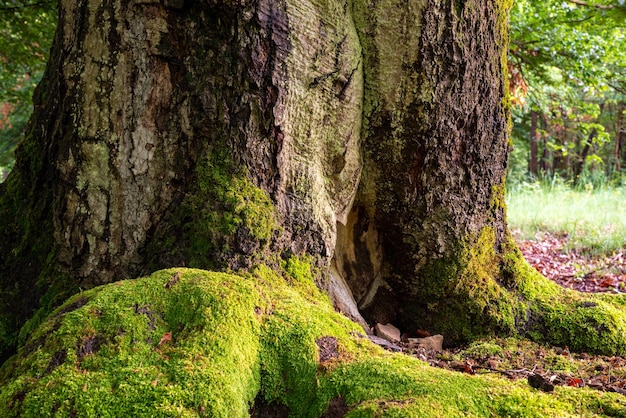 Árboles que crecen en el bosque